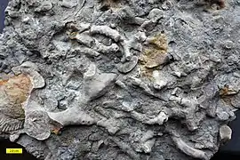 Fossiliferous slab