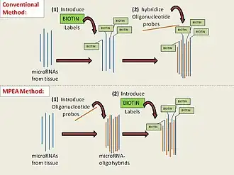 Figure 1. Work flow: from tissue to readout