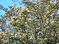 Wild Pear tree in full blossom.