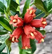 Close-up of the flowers