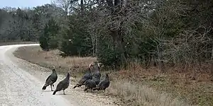 Wild Turkey (Meleagris gallopavo), Austin County (January 2014).