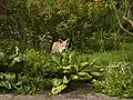 Wild fox in the Granton Garden, February 2006