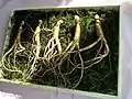 Wild Korean ginseng (P. ginseng)