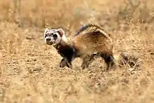 Brown and white mustelid in grass