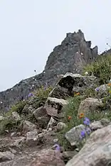 Wildflowers along the Bogdanovich Glacier trail.