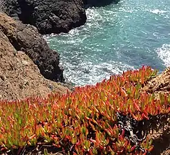 Invasive Ice Plant near Point Bonita lighthouse