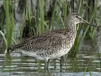 Breeding plumage, North Carolina