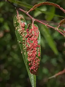 Willow gall mite (Aculops tetanothrix) on arroyo willow (Salix lasiolepis) Cache creek, Bear valley, CA