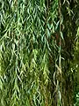Pendulous branchlets of Salix babylonica