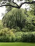 Willow tree