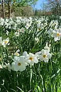 Field of daffodils (Narcissus) in bloom