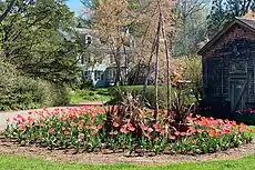 Tulip garden