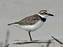 Playerito marítimo(Charadrius wilsonia)