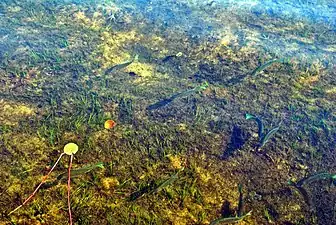 Clear water and sterile-rosette flora found in the eastern basin