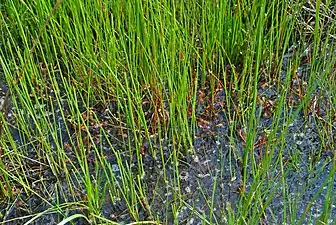 A close-up of the dense vegetation growing on the peat mat covering the central basin