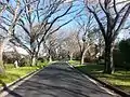 Grant Crescent, Griffith, Australian Capital Territory, Australia: American elms in winter