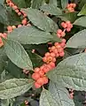 'Winter Gold' variety showing orange berries.