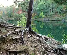 Image 25A young red pine (Pinus resinosa) with spread of roots visible, as a result of soil erosion (from Tree)