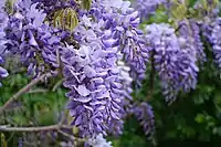 Fleur de Glycine, or Wisteria