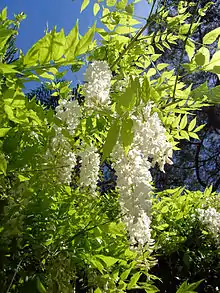 Wisteria sinensis (Chinese Wisteria), a woody, deciduous, perennial climbing vine in the genus Wisteria, in the gardens.