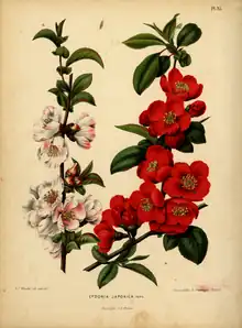 Chaenomeles speciosa by A. J. Wendel from his book with H. Witte: Flora: ... voorkomende in de Nederlandsche tuinen, [1868]