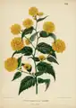 Kerria japonica, idem, [1868]