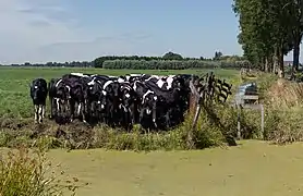 Woerdense Verlaat, cows in pasture along the Bosweg near Lusthof de Haeck