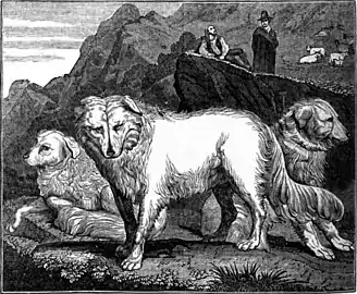 "Wolf dogs of the Abruzzi", illustration from the Penny Magazine of 1833