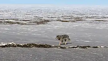 Wolf photographed from the Dalton Highway, North Slope Borough, Alaska (10 May 2016)
