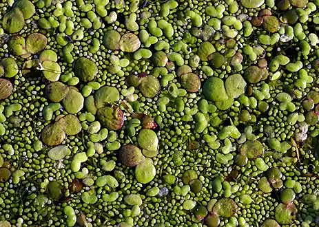 Duckweed on a pondNiche differentiation by size: greater duckweed, lesser duckweed and rootless dwarf duckweed