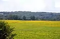 Wolvercote Common and Port Meadow