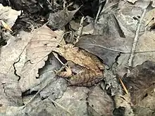 Wood frog (Lithobates sylvaticus) uses disruptive coloration.