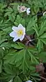 A flowering wood anemone.