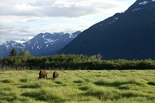 Wood Bison grazing, Alaska