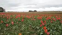 The Wooden Shoe Tulip Farm