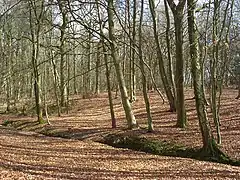 Inkpen Common