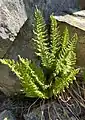 Growing among talus rock