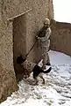 U.S. Army working dog, a German Shepherd, wearing body armor clears a building in Afghanistan