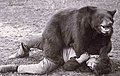 A man wrestling with a trained bear. There have been instances of bears killing their trainers.