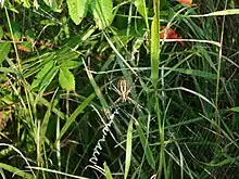 Writing spider on stabilimentum in Iowa