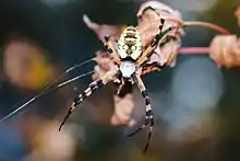Writing spider in South Carolina