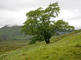 The Last Ent of Affric, Glen Affric (2022)