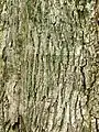 Bark, estimated age 100 years