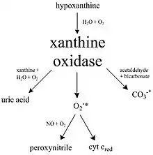 A diagram illustrating many of the pathways catalyzed by xanthine oxidase.