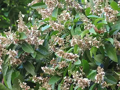 Large inflorescence photographed in Cairns, Queensland