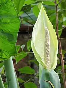 Araceae