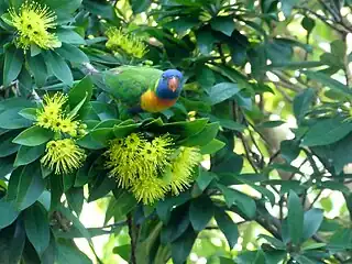 On the Cairns foreshore, with a Rainbow lorikeet feeding on the flowers