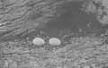 Eggs of X. l. longipes in 1911