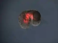 The manufactured organism from just above is layered with heart muscle (now glowing red). AI determined the overall shape of the organism, as well as the location of its muscle, to produce forward movement.