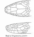 Scale pattern